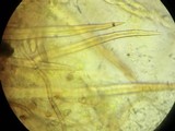 Lasiosphaeria strigosa image