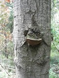 Phellinus tremulae image