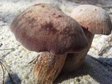 Laccaria trullisata image