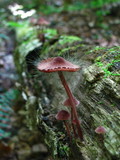 Spinellus fusiger image