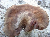 Laccaria trullisata image