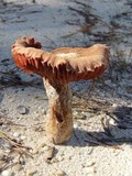 Laccaria trullisata image