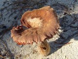 Laccaria trullisata image
