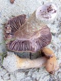 Laccaria trullisata image