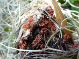 Arcyria denudata image
