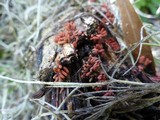 Arcyria denudata image