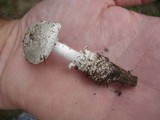 Amanita onusta image