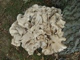 Bondarzewia berkeleyi image