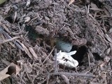 Russula parvovirescens image