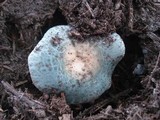 Russula parvovirescens image