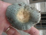 Russula parvovirescens image