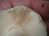 Russula parvovirescens image