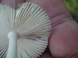 Amanita sect. Vaginatae image