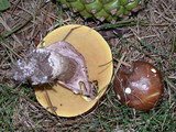 Suillus luteus image