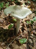 Amanita submaculata image