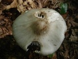 Amanita submaculata image