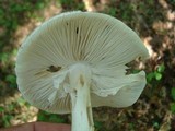 Amanita submaculata image