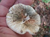 Russula crustosa image