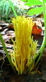 Clavulinopsis corniculata image