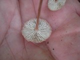Gymnopus subnudus image