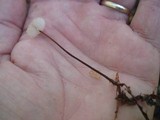 Rhizomarasmius pyrrhocephalus image