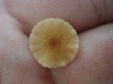 Rhizomarasmius pyrrhocephalus image