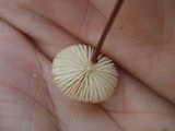 Rhizomarasmius pyrrhocephalus image