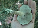 Sarcodon scabrosus image