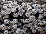 Image of Collemopsidium foveolatum