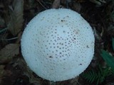 Amanita atkinsoniana image