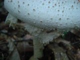 Amanita atkinsoniana image