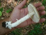 Amanita spreta image