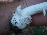 Amanita spreta image