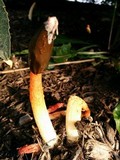 Phallus rubicundus image