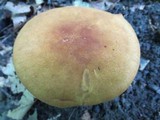 Polyporus radicatus image