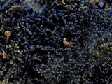 Lichina pygmaea image