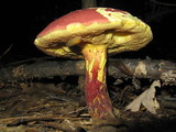 Boletochaete bicolor image