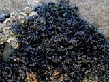 Lichina pygmaea image