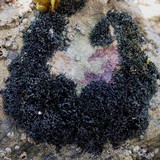 Lichina pygmaea image