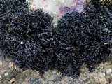 Lichina pygmaea image