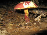 Boletochaete bicolor image
