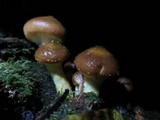 Armillaria gallica image