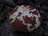 Boletochaete bicolor image