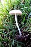 Pluteus petasatus image