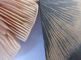 Pluteus petasatus image
