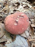 Boletus subluridellus image