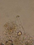 Peniophorella praetermissa image