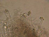 Peniophorella praetermissa image