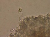 Peniophorella praetermissa image