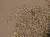 Peniophorella praetermissa image